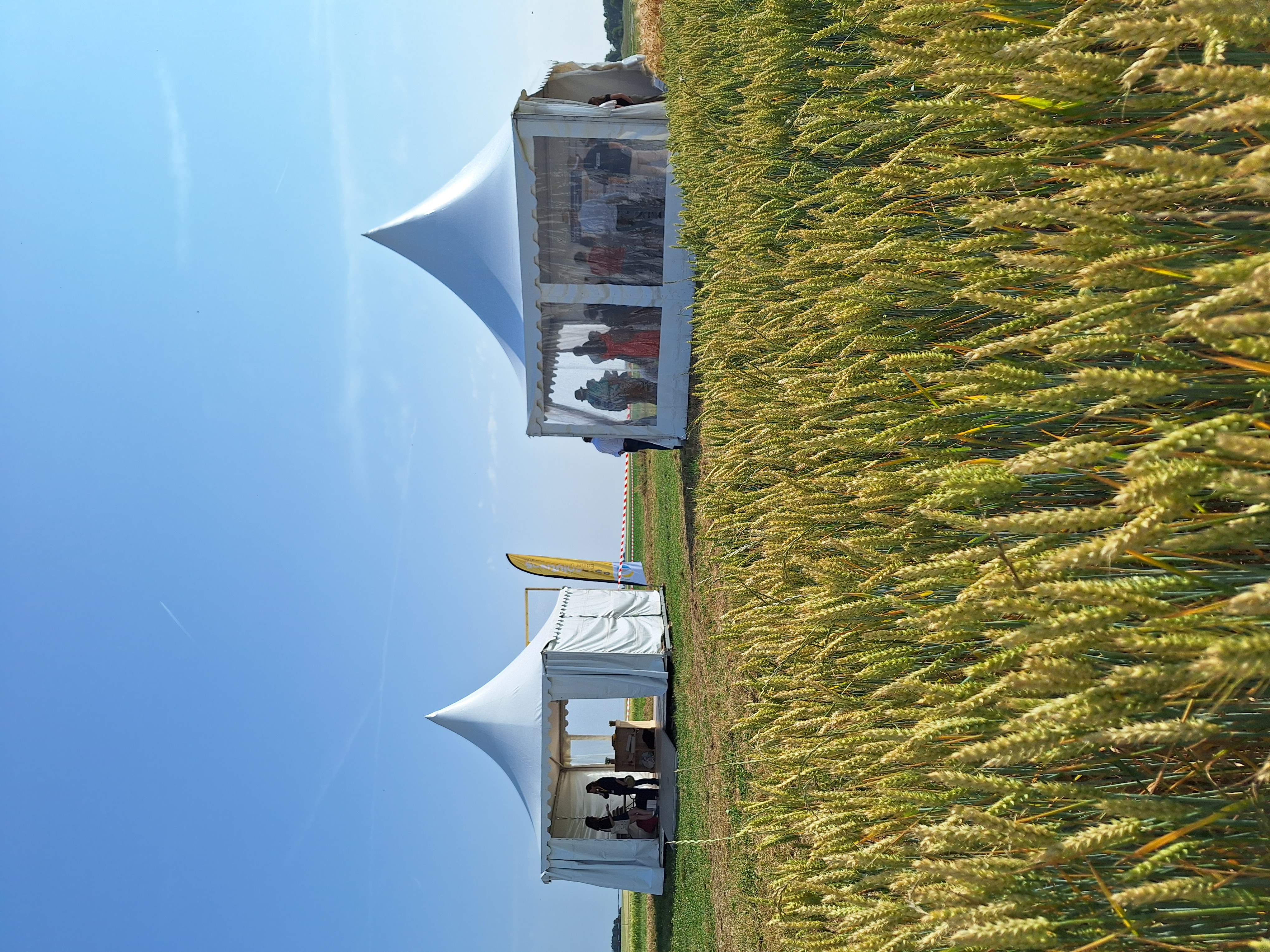 openfield salon au champ