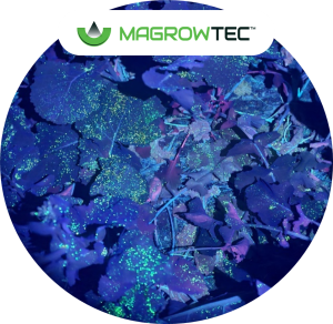 avec solution mamgrowtec