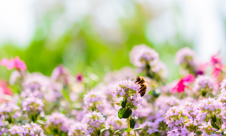 biodiversité bandes fleuries