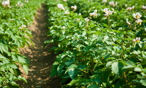 champs de pomme de terre
